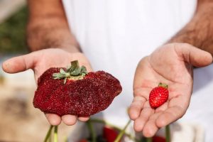 ދުނިޔޭގެ އެންމެ ބޮޑު ސްޓްރޯބެރީ!