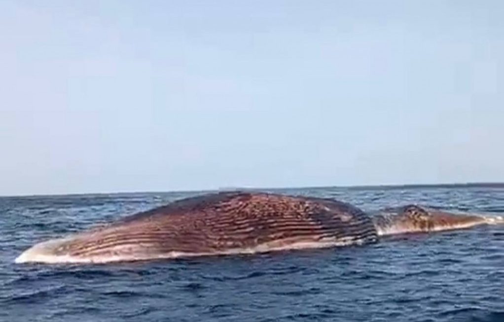 މަރުވެފައި އޮތް ބޮޑުމަހެއް ވ. އަތޮޅު އެތެރެވަރީގައި އޮޔާދަނީ