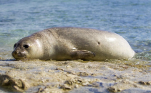 އައްޑޫއިން ފެނުނު ސީލްއަށް ކާން ނުދޭން އިލްތިމާސް ކޮށްފި