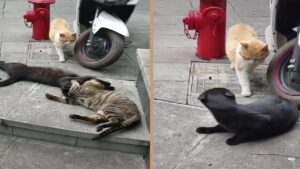 ދެ ބުޅަލެއްގެ ލޯބި ވީޑިއޯއެއް