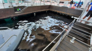 ޢިއްޒުއްދީން ފާލަން ކައިރީ ފަޅުތެރެއަށް ކަޅުތެޔޮ އެޅި ތަޢައްޔަރުވެއްޖެ