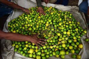 އެސްޓީއޯއިން ރޯދަމަހަށް ޚާއްސަކޮށްގެން 2 ޓަނުގެ ލުނބޯ ގެނެސްފި، ލުނބޯ ކިލޯއެއް 60 ރުފިޔާއަށް