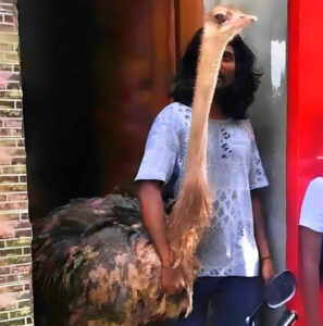 ގޭގޭގައި އޮސްޓްރިޗް ގެންގުޅުމުގެ ހުއްދަ ނުދޭ، މައްސަލަ ބަލަނީ