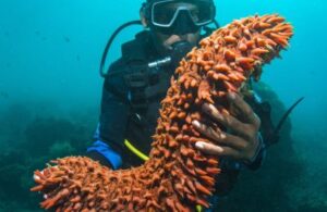 ވައިފުޅި އަޅައިގެން ހުއިފިލަނޑާ ނެގުން މަނާކޮށްފައިވާ ޤަވައިދު އިސްލާހުކޮށްފި