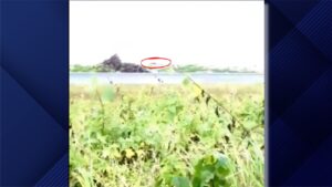 މާފަރުން ގޮތް ނޭގޭ ޖަނަވާރެއް ފެނިގެން ސިފައިން ހަރަކާތްތެރި ވަނީ