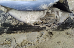 ކަރަންޓު ކެނޑުނީ ކޭބަލަކަށް ގެއްލުންވުމުން، މިހާރުވަނީ އަނބުރާ ކަރަންޓު ދެވިފަ: ސްޓެލްކޯ