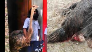 ފައި ބިންދާލި ގިނިކާމާ ދޫނި މަރުވެއްޖެ