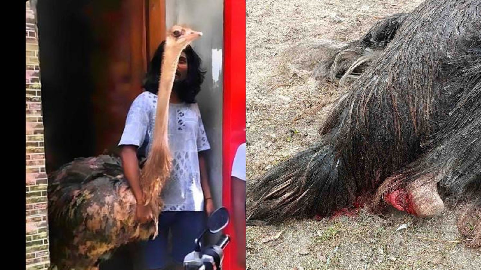 ފައި ބިނދުނު އޮސްޓިޗްއަށް ފަރުވާ ދެވޭނެ ފަރާތެއް ހޯދަނީ