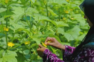 ދަނޑުވެރިކަން އިތުރަށް ފުޅާކޮށް، ރާއްޖޭގައި ފުޑް ސެކިއުރިޓީ ޤާއިމްކުރުމަށް ޗައިނާއާއެކު އެއްބަސް ވެއްޖެ