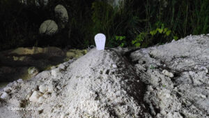 ދިގުރަށު ކުނިގޮނޑުން ފެނުނު ތުއްތު ކުއްޖާ މިރޭ ވަޅުލައިފި