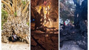 ބޮޑުތަކުރުފާނު ޖެއްސެވި ކަޑައިން ހެދުނު، 400 އަހަރުވީ ކާނި ގަހުގައި ރޯކޮށްލި ބަޔަކު ފުލުހުން ހޯދަނީ