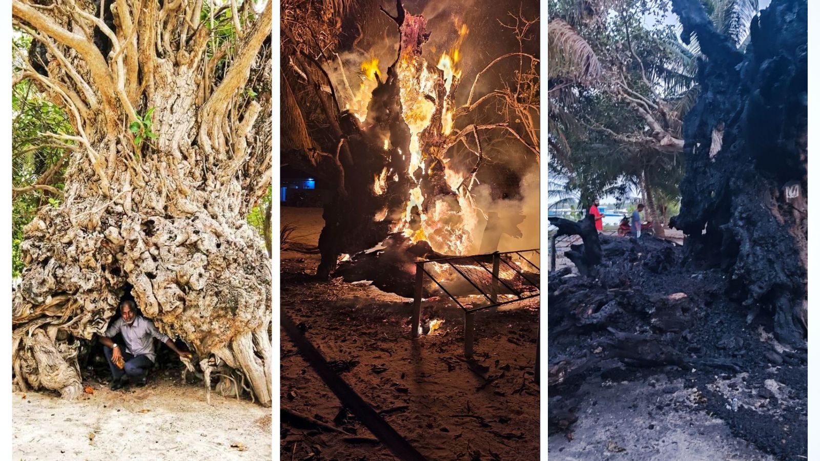 ބޮޑުތަކުރުފާނު ޖެއްސެވި ކަޑައިން ހެދުނު، 400 އަހަރުވީ ކާނި ގަހުގައި ރޯކޮށްލި ބަޔަކު ފުލުހުން ހޯދަނީ