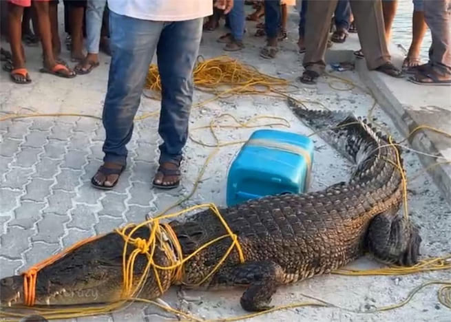 ށ. ފަރުކޮޅުން ފެނުނު ކިނބޫ ރާއްޖެއިން ބޭރު ކަނޑަށް ދޫކޮށްލައިފި