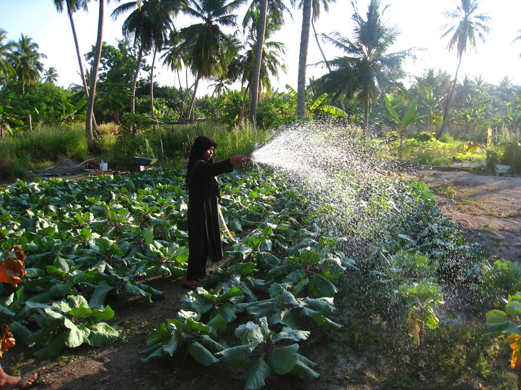ކޮނޑޭގައި ދަނޑުވެރިކަމުގެ ސިނާއަތް ކުރިއެރުވުމަށް ސަރުކާރުން އެހީވަނީ
