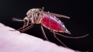 ޗިކުންގުންޔާ ފެތުރޭތީ ސަމާލުވާން އިލްތިމާސްކޮށްފި