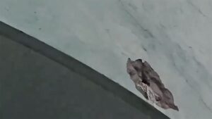 ލޯވަޅެއް އަޅައިގެން ފާޚާނާފެން މަގުމައްޗަށް ދާގޮތަށް ހެދި މީހަކު ޖޫރިމަނާ ކޮށްފި