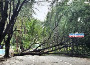 ގަދަވަޔާއެކު ހުޅުމާލޭގައި ހުރި ބޮޑެތި ގަސްތަކެއް ވެއްޓިއްޖެ