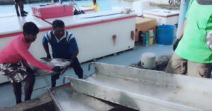 ކަނޑުއޮތްގިރީގައި ބޮޑުކަންނެލި ގަންނަން ފަށައި، ކިލޯއަކަށް 25 ރުފިޔާގެ ރޭޓެއް ހަމަޖައްސައިފި