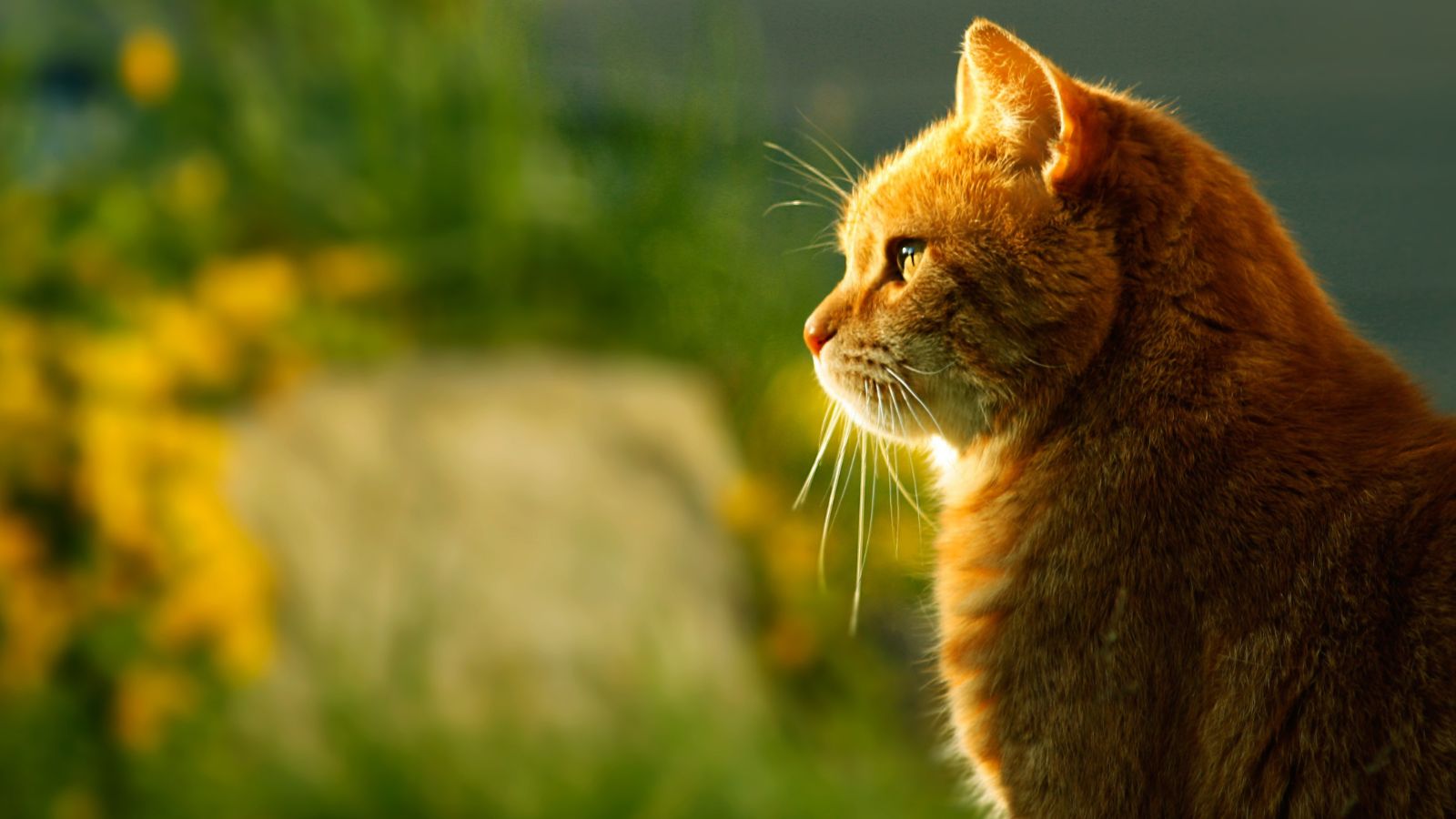 ގައްދުގައި ބޭސް ބޭނުންކޮށްގެން ބުޅާ މަރާ މައްސަލަ ބޮޑުވެ، އެކަން ނުކުރުމަށް ކައުންސިލުން އަންގައިފި