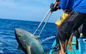 ލޭނު އަޅައިގެން މަސްވެރިކަން ކުރަން ހުޅުވައިލަން ނިންމެވި ނިންމެވުން އަނބުރާ ގެންދަވައިފި