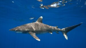 ރާއްޖޭގައި އޯޝަނިކް ވައިޓް ޓިޕް ޝާކް ރާއްޖޭގައި ހިމާޔަތްކުރަނީ