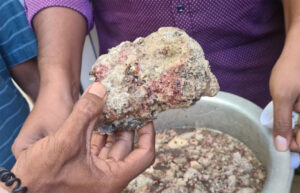 ރ. ފައިނުގައި އަކިރި ނަގަން ދިޔަ 24 އަހަރުގެ ޒުވާނަކަށް މާވަހަރެއް ފެނިއްޖެ