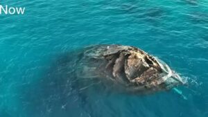 ވ. އަތޮޅުގެ މަޝްހޫރު "ވާވު ޝިޕްރެކް" އަށް ވިއްސާރާގައި ވަރަށް ބޮޑަށް ގެއްލުން ވެއްޖެ