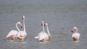 ކުޅުދުއްފުށި ސިޓީގެ ހިތްގައިމު މަށިކުޅިއަށް ފްލެމިންގޯ ޒިޔާރަތްކުރަން ފަށައިފި