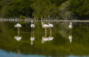 ފްލެމިންގޯ ކުޅީގައި ތިބޭއިރު ކެނޯ ދުއްވުން ކުޅުދުއްފުށީ ކައުންސިލުން މަނާކޮށްފި