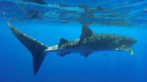 ފެހުރިހި ބަލަން ދާ އުޅަނދުތަކުގެ ބުރަފަތީގައި ގާޑު އެޅުވުމަށް ލާޒިމްކުރަނީ