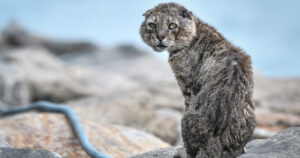 ބުޅަލުގެ އުނދަގޫ ބޮޑުވާތީ އިނގުރައިދޫ ކައުންސިލުން ބުޅާތައް ފަޅުރަށަކަށް ގެންދިއުމަށް ނިންމައިފި