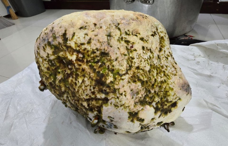 އުކުޅަހު ބަޔަކު 15 ކިލޯގެ މާވަހަރެއް ހޮވައިފި