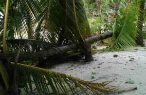 ފިޔޯރީގައި ރުކެއް ކަނޑަމުން ދަނިކޮށް 38 އަހަރުގެ ފިރިހެނަކަށް ބޮޑު އަނިޔާއެއް ލިބިއްޖެ