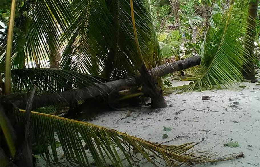 ފިޔޯރީގައި ރުކެއް ކަނޑަމުން ދަނިކޮށް 38 އަހަރުގެ ފިރިހެނަކަށް ބޮޑު އަނިޔާއެއް ލިބިއްޖެ