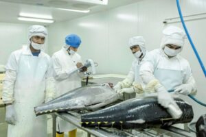 އެންސިސް ފިޝަރީޒްގެ ހުޅުމާލޭ މަސްކާރުހާނާ މިފްކޯއަށް ވިއްކާލުމުގެ މަޝްވަރާތައް ކުރިއަށްދޭ