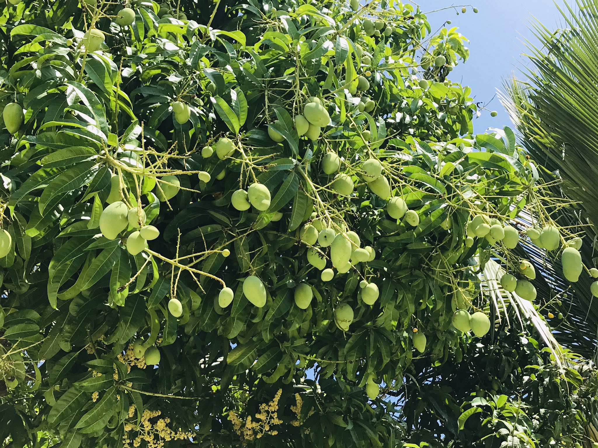 މަގުމަތީގައި ހުރި އަނބުގަހުން ހަތަރު އަނބު ބިނދެގެން ދެ މީހުން ހަތް ދުވަހަށް ބަންދުކޮށްފި