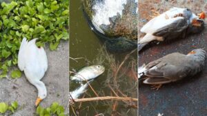 ހުޅުދޫ އަސްދޫނި ޕާކުގެ ދިރުންތައް މަރާލި މައްސަލަ ފުލުހަށް