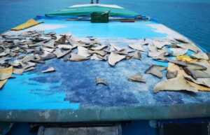 ކަށި މިޔަރުގެ މަސްވެރިކަމަށް 40 އުޅަނދަކަށް ލައިސަންސް ދޫކުރަން ނިންމައިފި