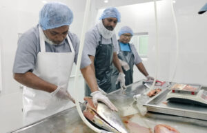 ފުވައްމުލަކު މަސް ފެކްޓަރީ އަންނަ ހަފުތާގައި ހުޅުވަނީ