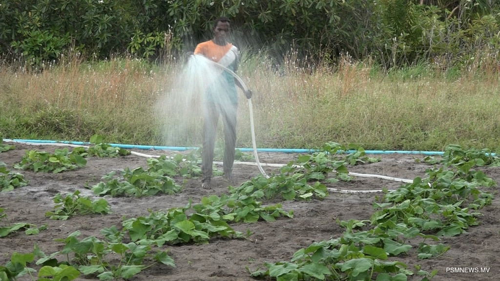 ގޮއިދޫގައި ކެންސަރު ބަލި އިތުރުވުމާ ގުޅިގެން މިނިސްޓަރުންނަށް ސިޓީ އެއް!