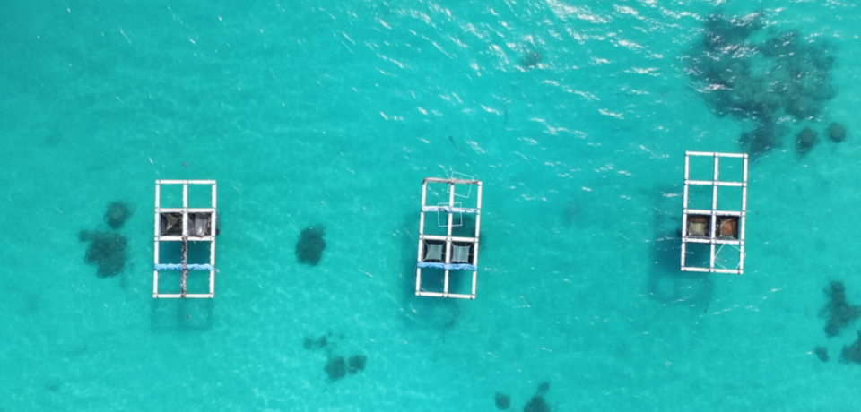 މެރިކަލްޗަރ ވިޔަފާރިއަށް 200 މޫދުކޮށި ގަތުމަށް ފައިނޭންސް ކުރަން ފަށަނީ