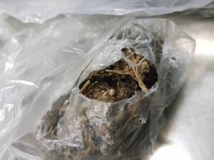 މަސްތުވާތަކެތީގެ ބޮޑެތި ވިޔަފާރިވެރިންނަށް މަރުގެ އަދަބު ދެވޭ ގާނޫނަށް އަމަލުކުރަން ފަށައިފި