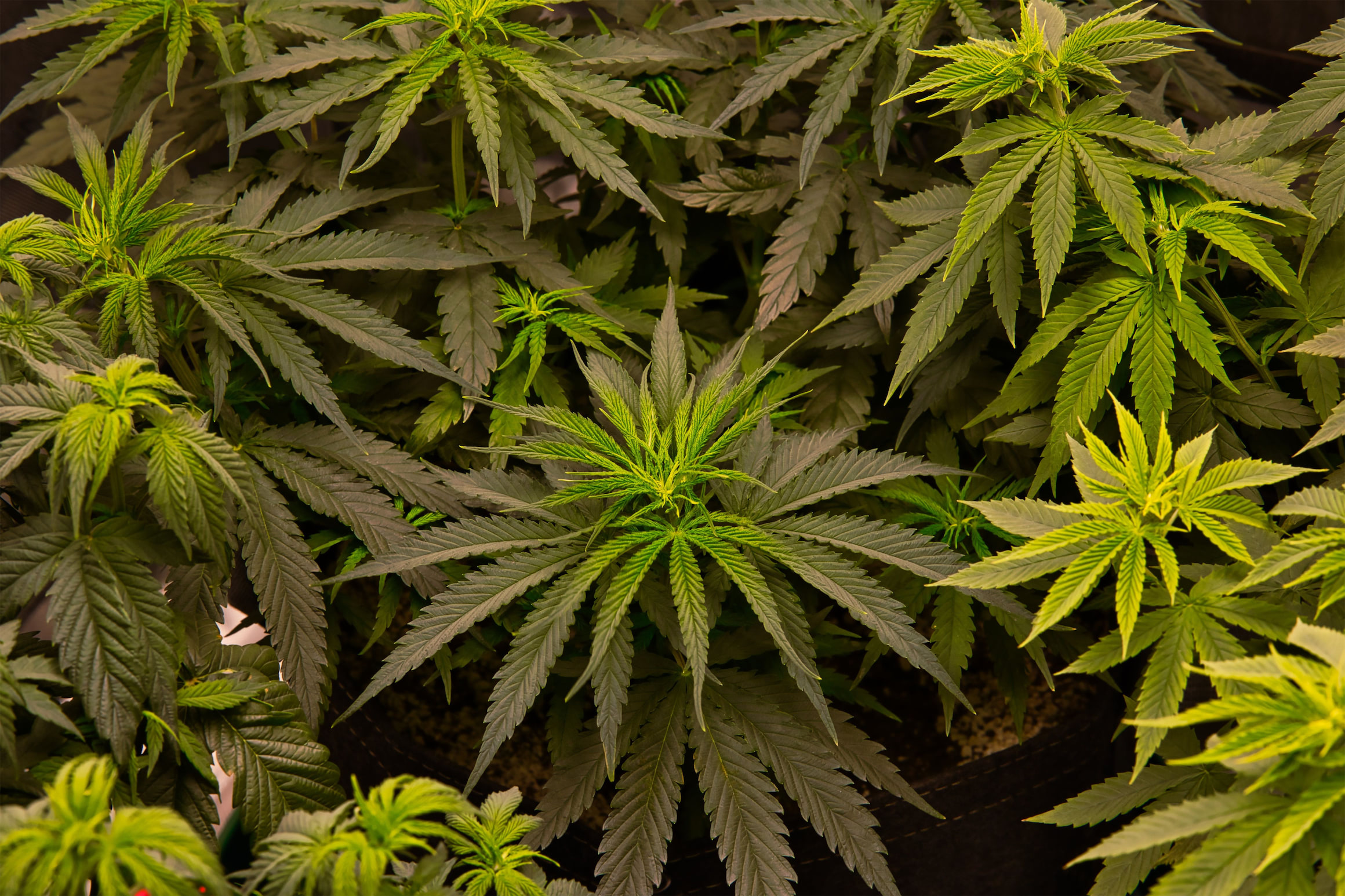 މާލޭގައި ކެނަބިސް ހައްދައި ޑްރަގް ޓްރެފިކްކުރި މީހަކު 100 އަހަރަށް ޖަލަށްލާން ހުކުމްކޮށްފި