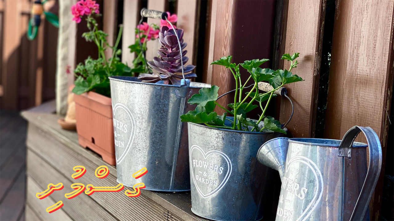 ކުރު ވާހަކަ: ގަސްމުށި