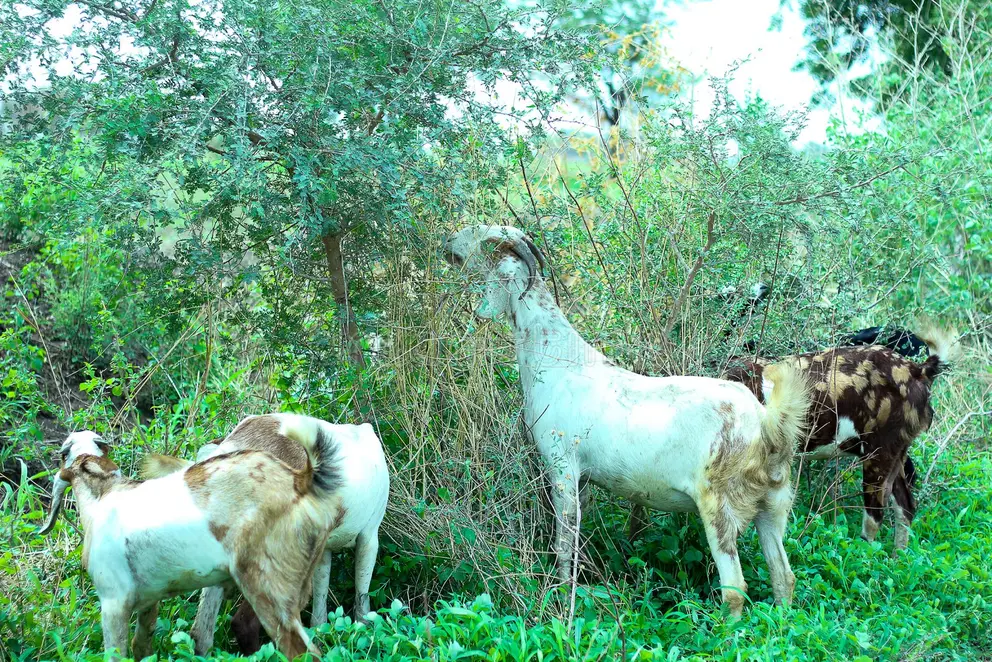 އައްޑޫ ސިޓީއަށް އުޟްހިޔާ ކަތިލުމަށް ބޭނުންވާ ބަކަރި ސަޕްލައިކޮށްދޭނެ ފަރާތެއް ހޯދަނީ