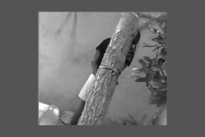 ކުޑަ އަންހެން ކުއްޖަކު ގަހެއްގައި ބަނދެ އަނިޔާކުރި މައްސަލައިގައި އަދިވެސް މީހަކު ހައްޔަރެއް ނުކުރޭ