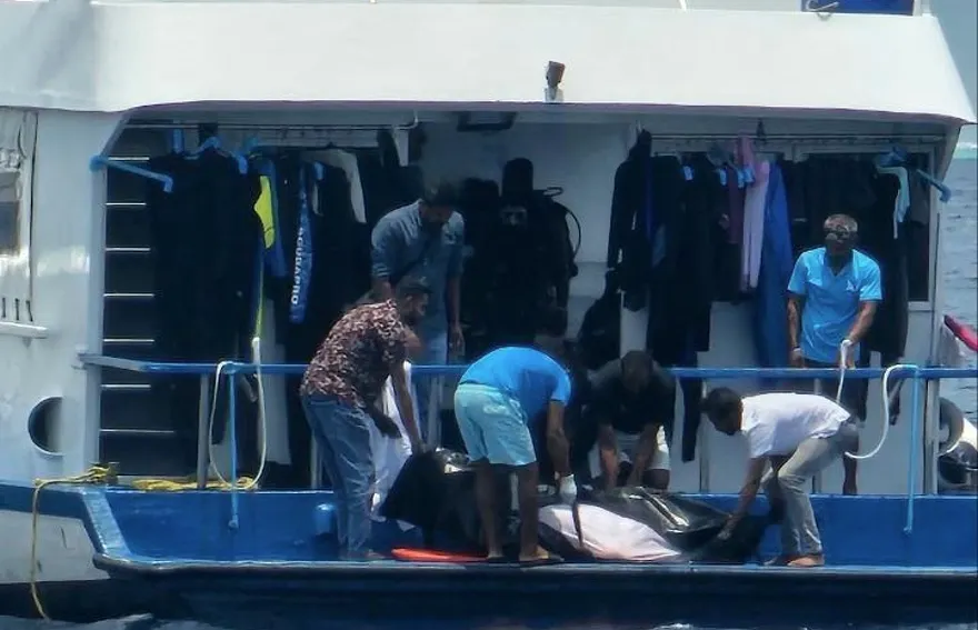 ދޯންޏެއްގެ ބުރަފަތީގައި ޖެހި ޖަރުމަނުގެ ފަތުރުވެރިޔަކު މަރުވެއްޖެ