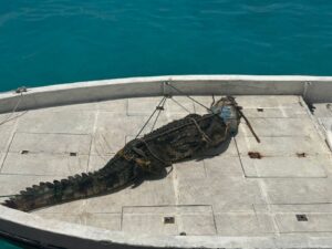 ޅ. އަތޮޅު ފަޅުރަށަކުން 5 ފޫޓުގެ ކިނބުލެއް ފެނިއްޖެ