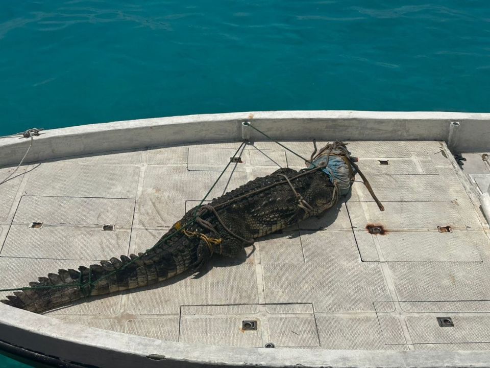 ޅ. އަތޮޅު ފަޅުރަށަކުން 5 ފޫޓުގެ ކިނބުލެއް ފެނިއްޖެ