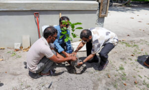 ފަސް މިލިއަން ގަސް އިންދުމުގެ މަޝްރޫޢު: އަމާޒުގެ ތިންބައިކުޅަ އެއްބައި ފުރިހަމަކޮށްފި